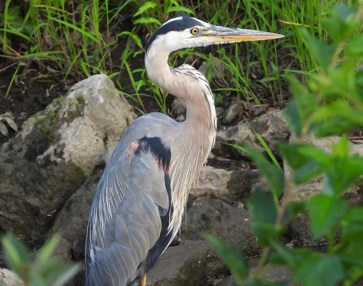 Great Blue Heron - ML621099046