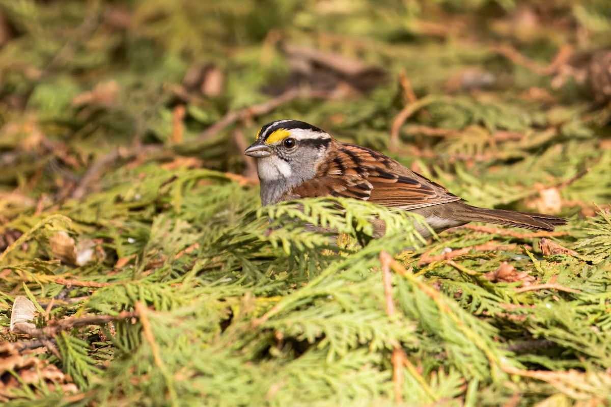 White-throated Sparrow - ML621099053