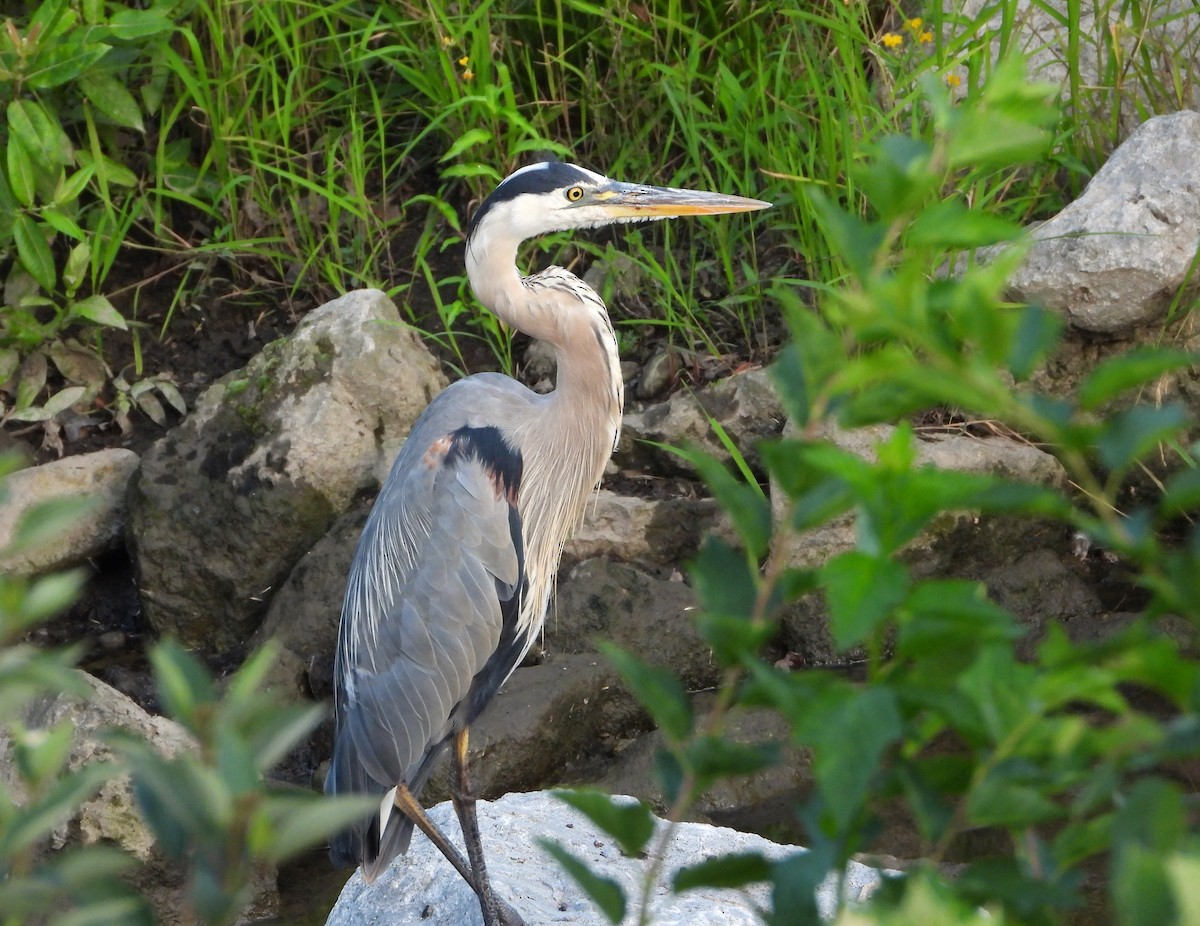 Garza Azulada - ML621099055