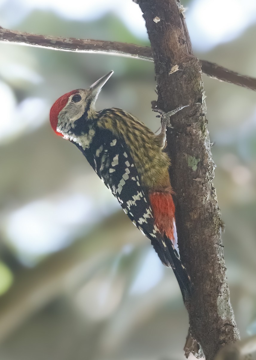 Stripe-breasted Woodpecker - ML621099082