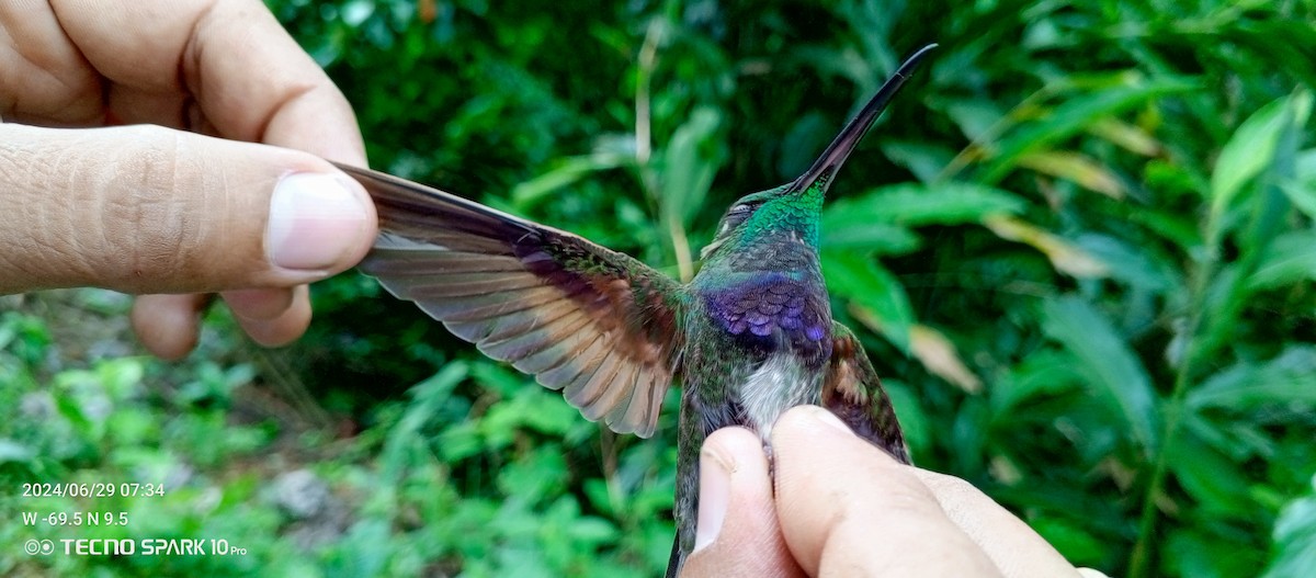 Violet-chested Hummingbird - ML621099086