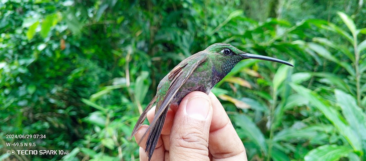 Violet-chested Hummingbird - ML621099088