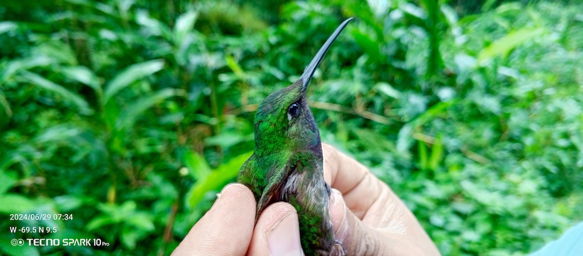 Violet-chested Hummingbird - ML621099089