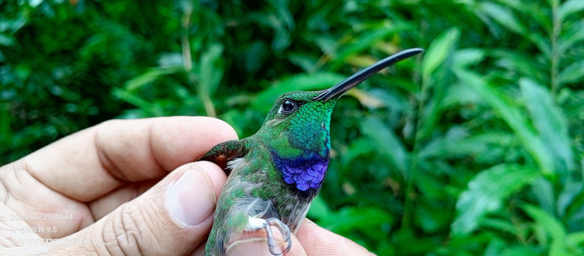 Violet-chested Hummingbird - ML621099090