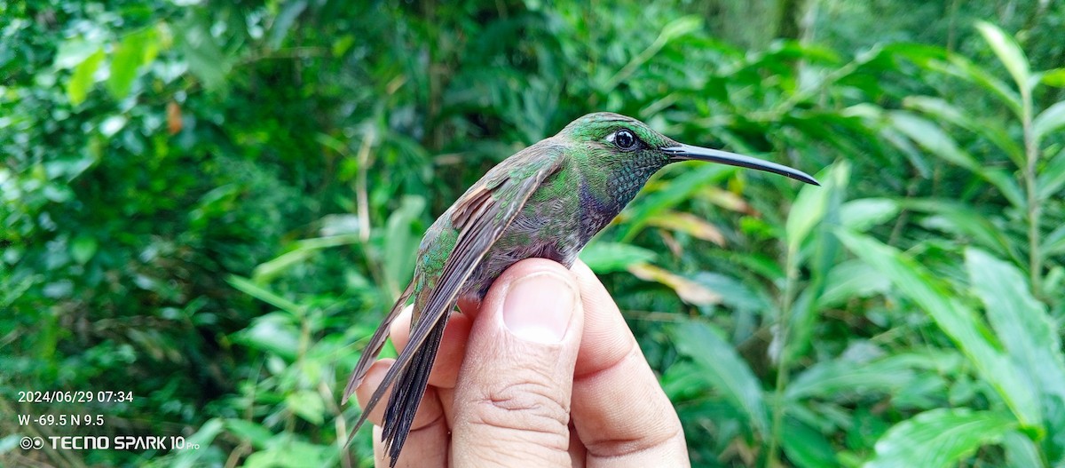 Violet-chested Hummingbird - ML621099091
