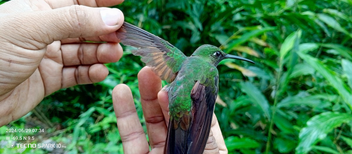 Violet-chested Hummingbird - ML621099093