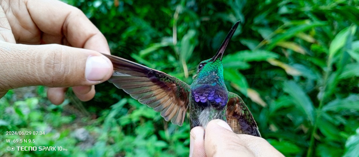 Violet-chested Hummingbird - ML621099095
