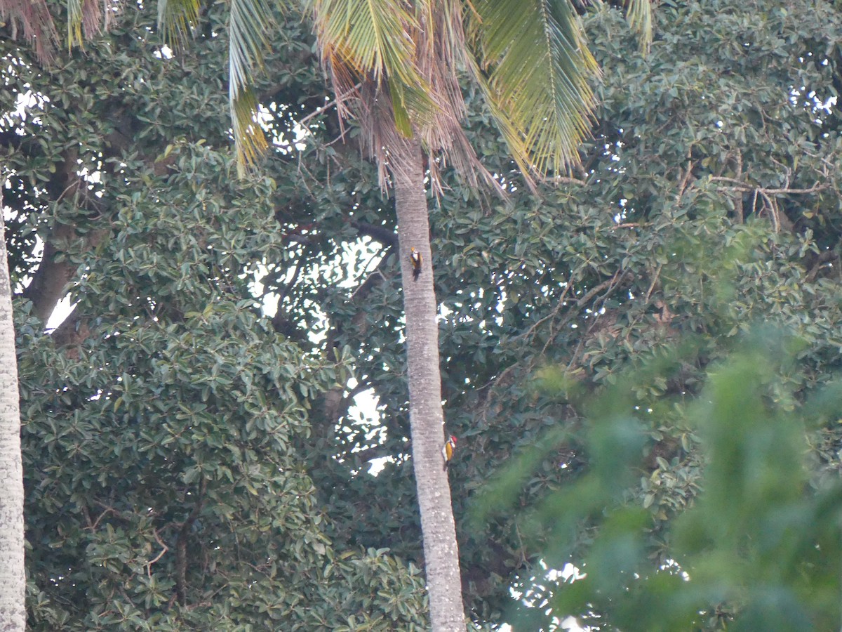 Pic de Goa - ML621099116
