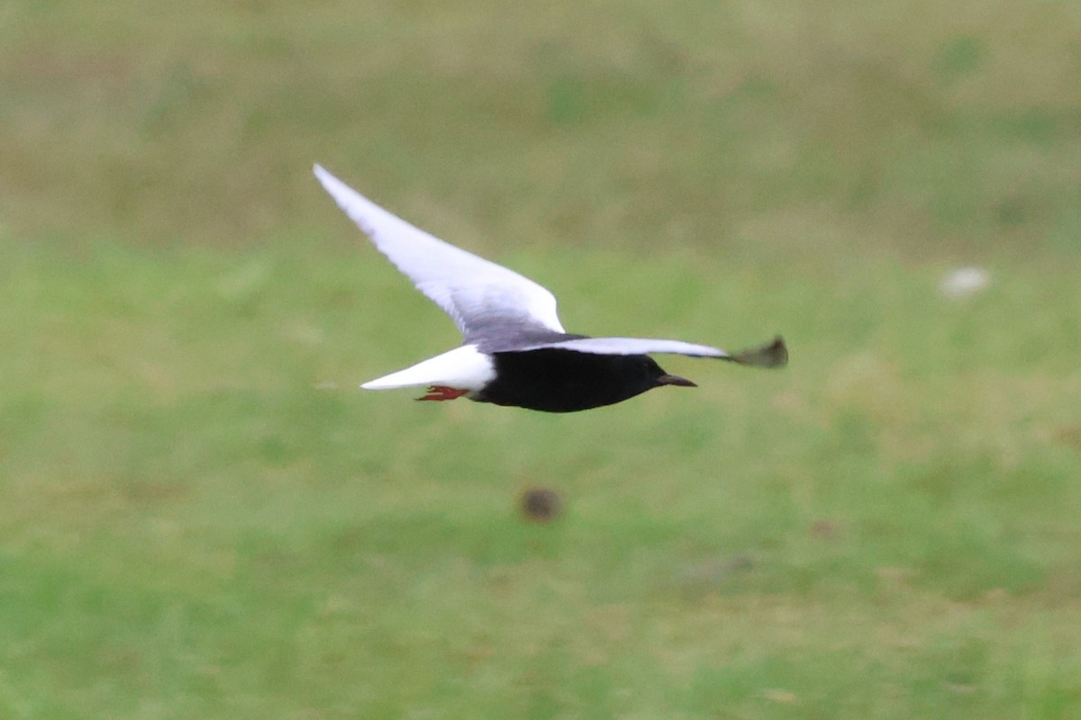 White-winged Tern - ML621099149