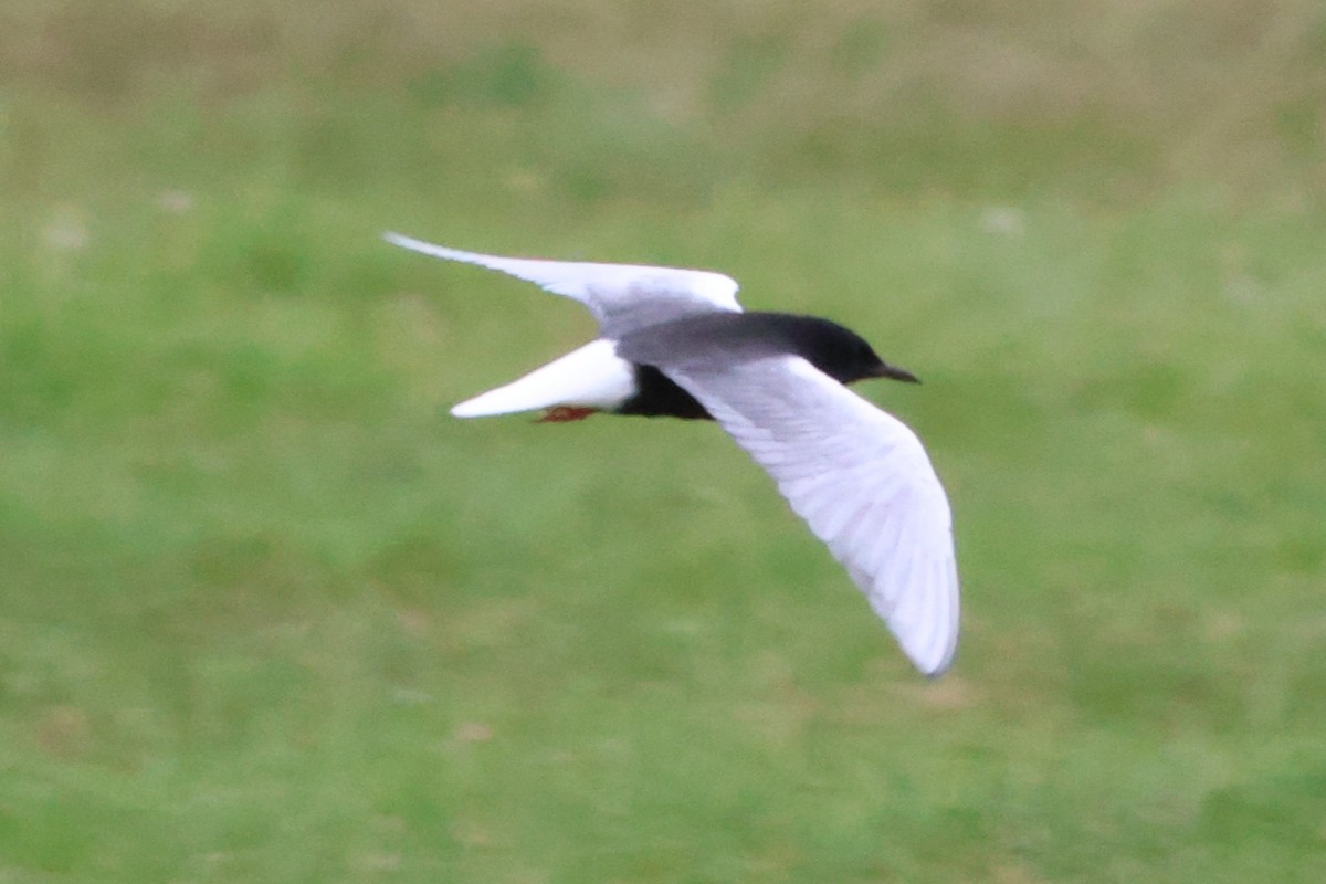 White-winged Tern - ML621099150