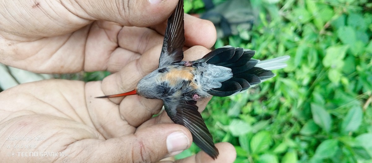 Серобрюхий колибри-отшельник - ML621099155
