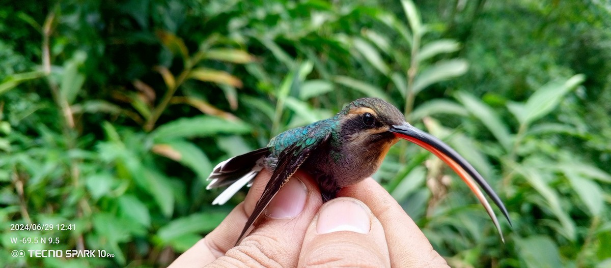 kolibřík tmavotemenný - ML621099156