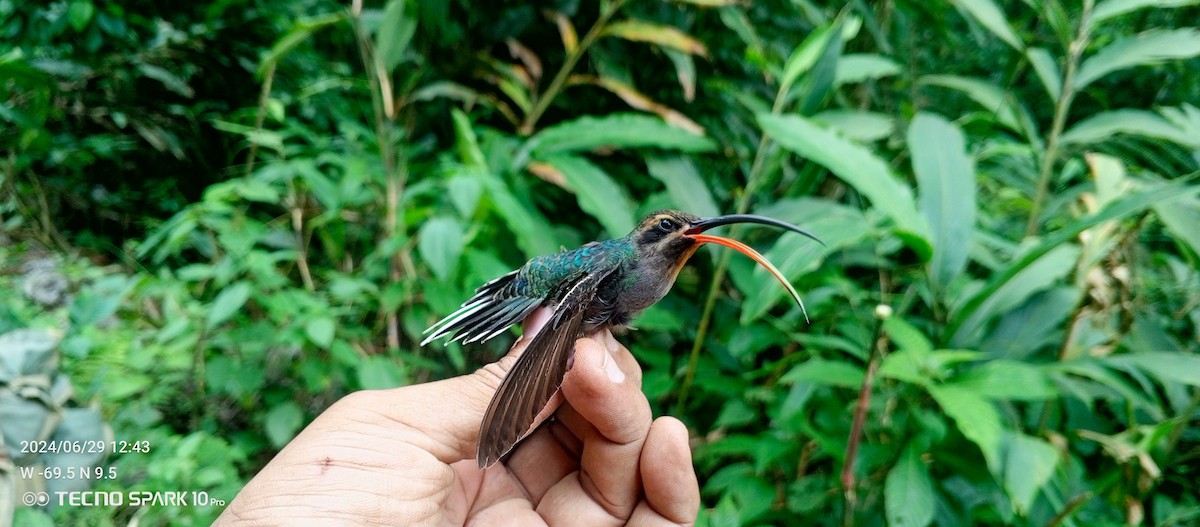 kolibřík tmavotemenný - ML621099158