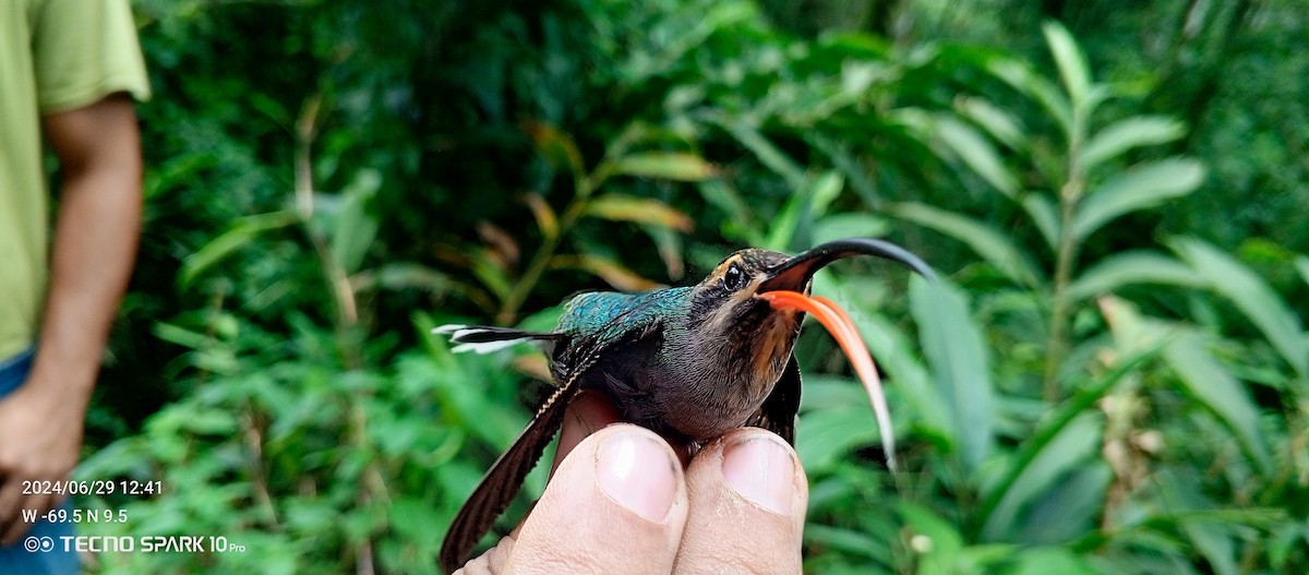 Sooty-capped Hermit - ML621099159