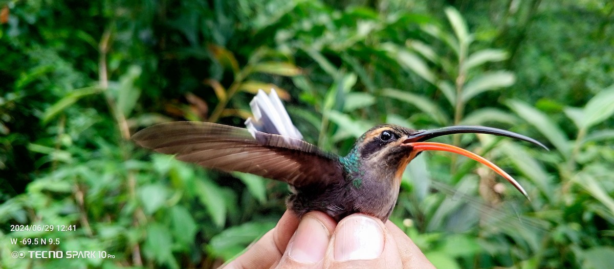 Sooty-capped Hermit - ML621099160