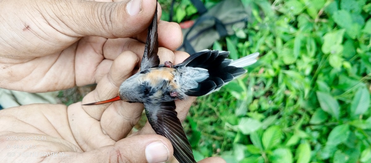 kolibřík tmavotemenný - ML621099161