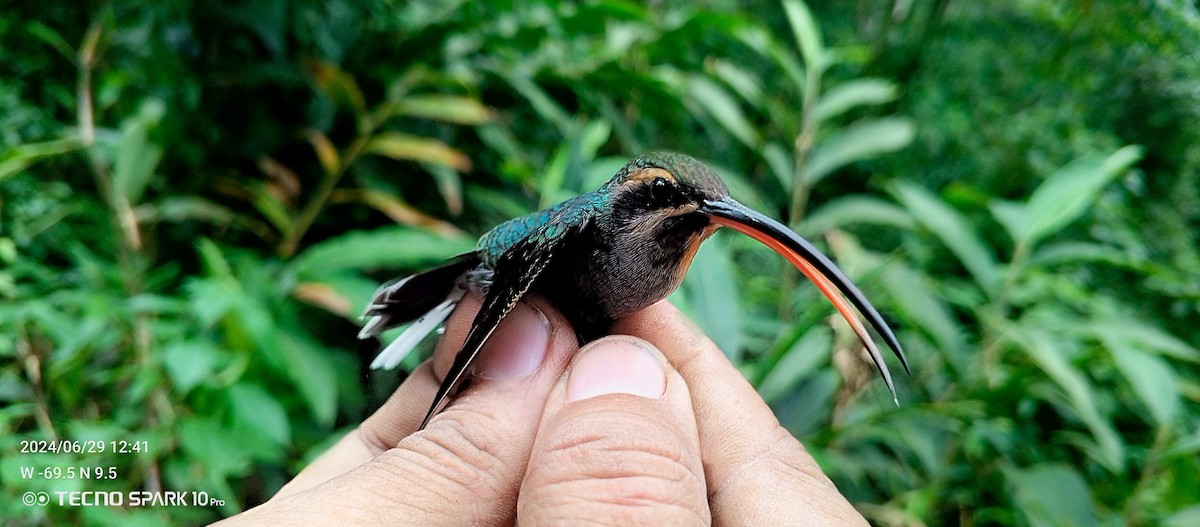 Sooty-capped Hermit - ML621099163
