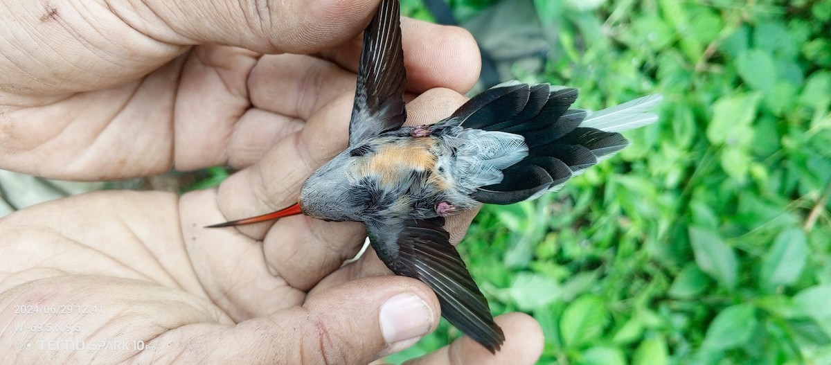Серобрюхий колибри-отшельник - ML621099164
