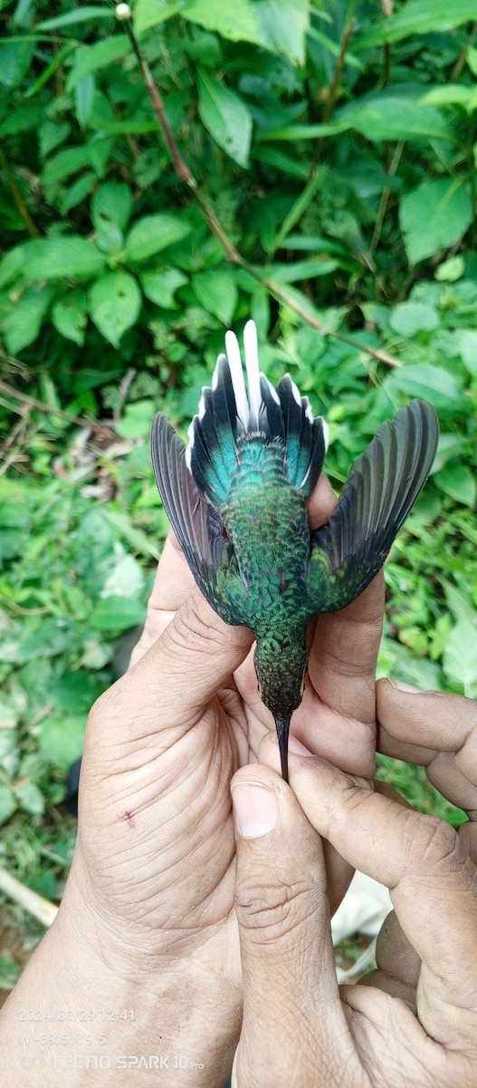 kolibřík tmavotemenný - ML621099166