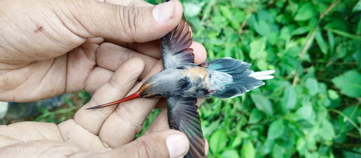 kolibřík tmavotemenný - ML621099167