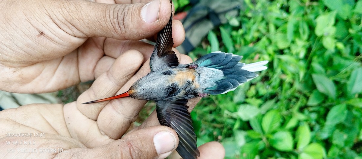 kolibřík tmavotemenný - ML621099168