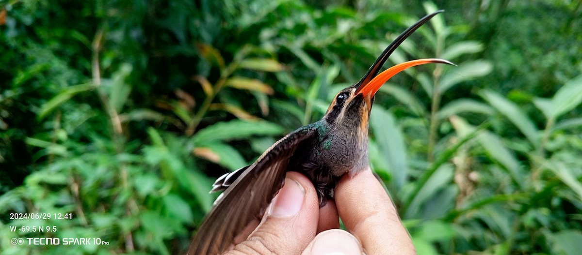 Sooty-capped Hermit - ML621099169