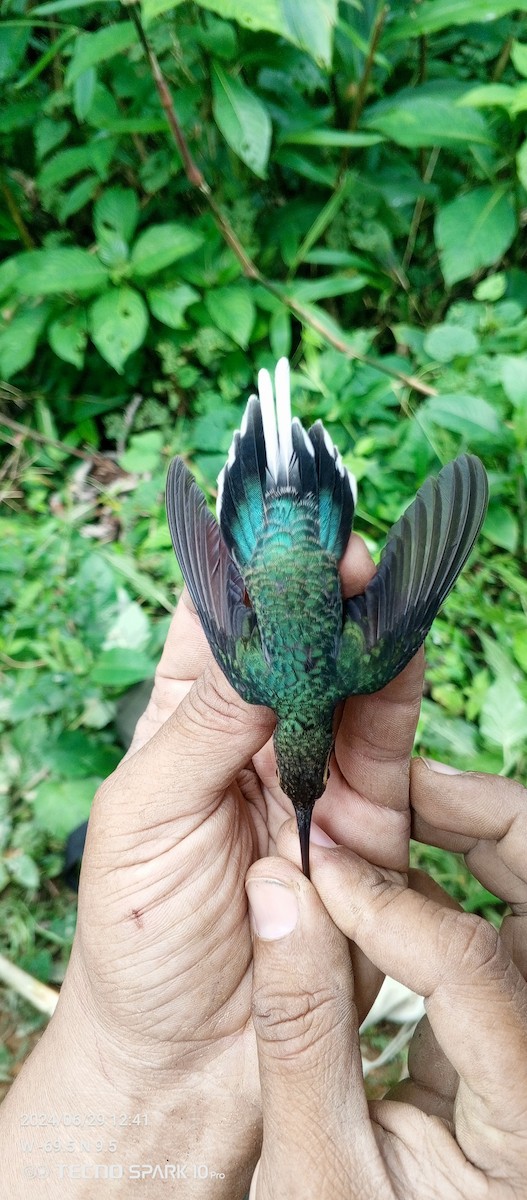 kolibřík tmavotemenný - ML621099170