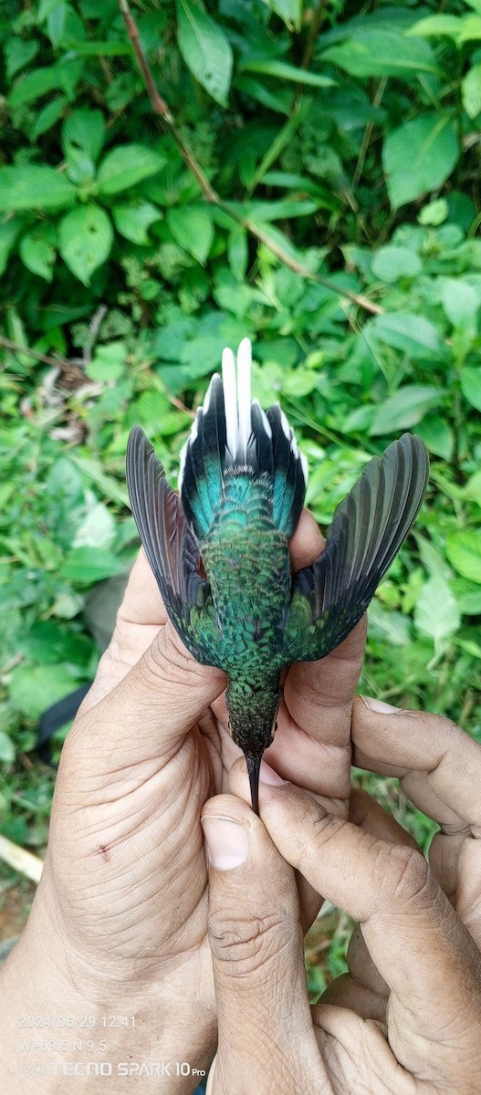 kolibřík tmavotemenný - ML621099172