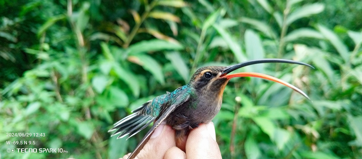 Sooty-capped Hermit - ML621099173