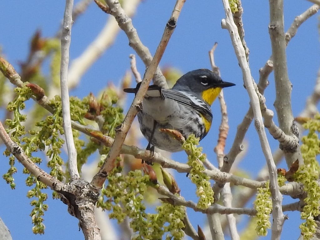 Yellow-rumped Warbler (Audubon's) - ML621099186