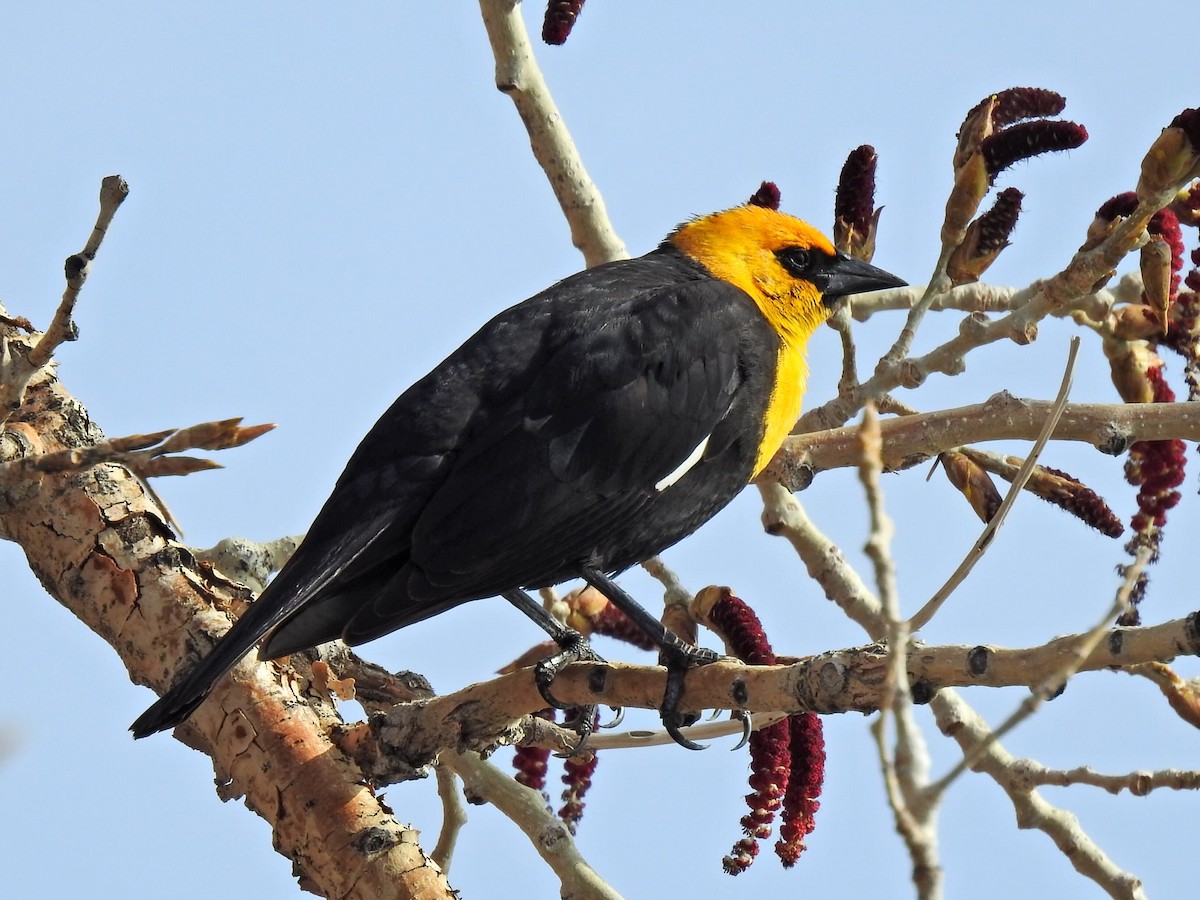 Yellow-headed Blackbird - Karen Hinz