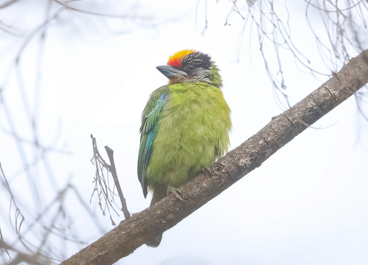 Golden-throated Barbet - ML621099200