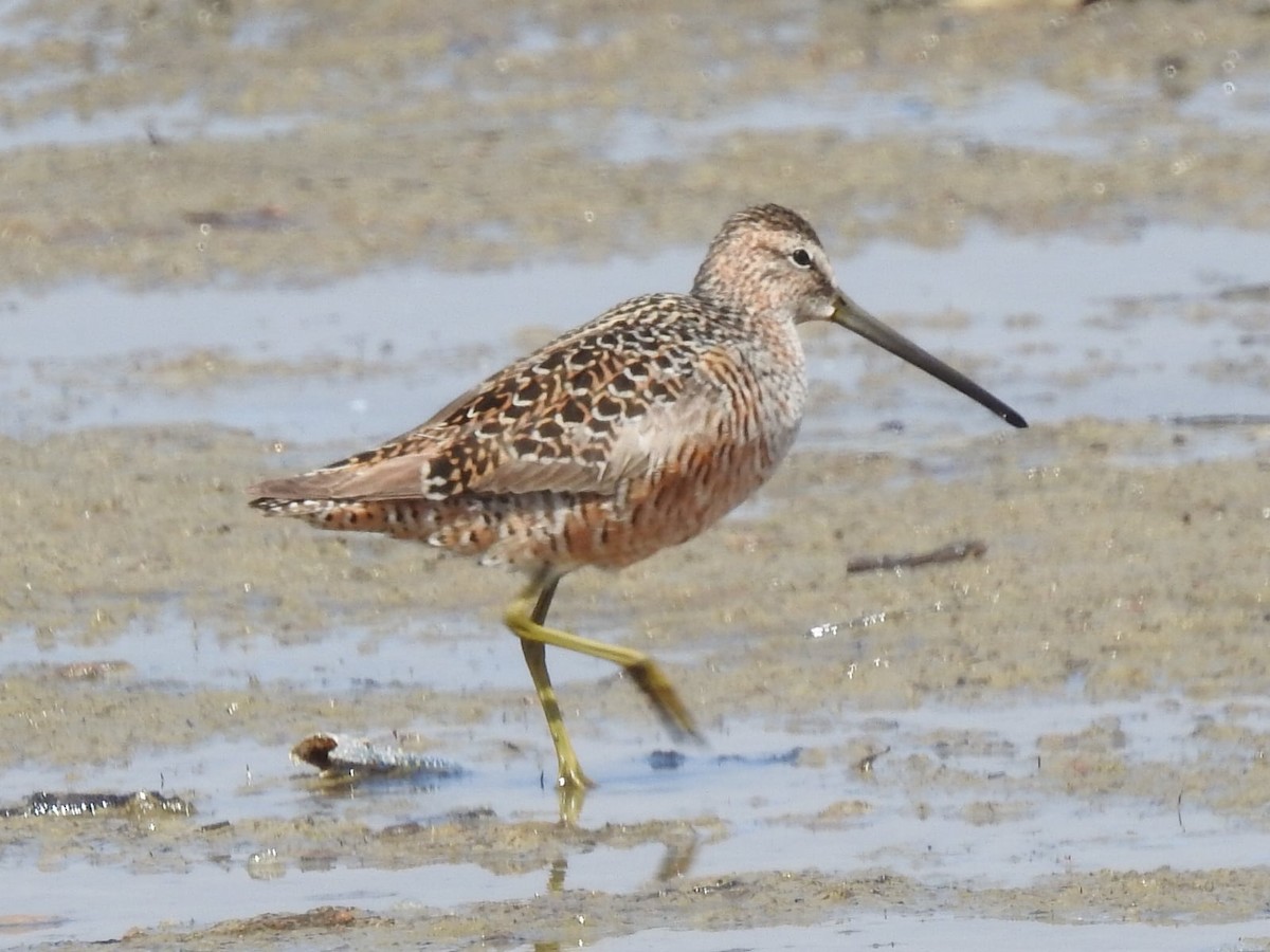 Long-billed Dowitcher - ML621099211