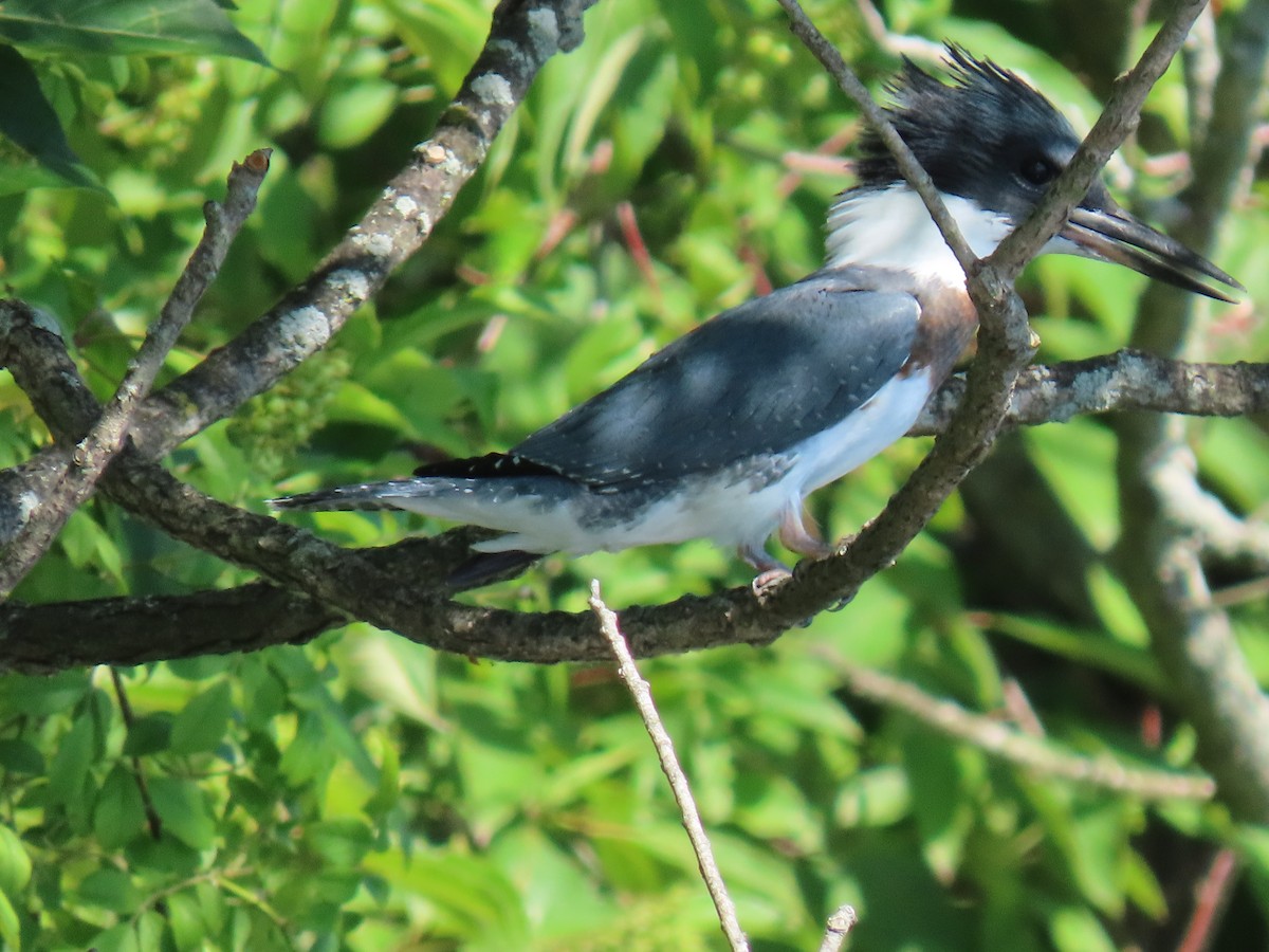 Belted Kingfisher - ML621099228
