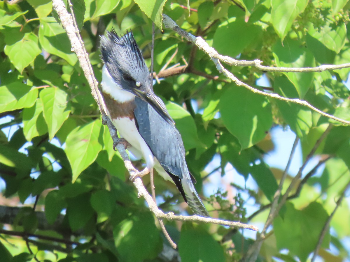 Belted Kingfisher - ML621099230