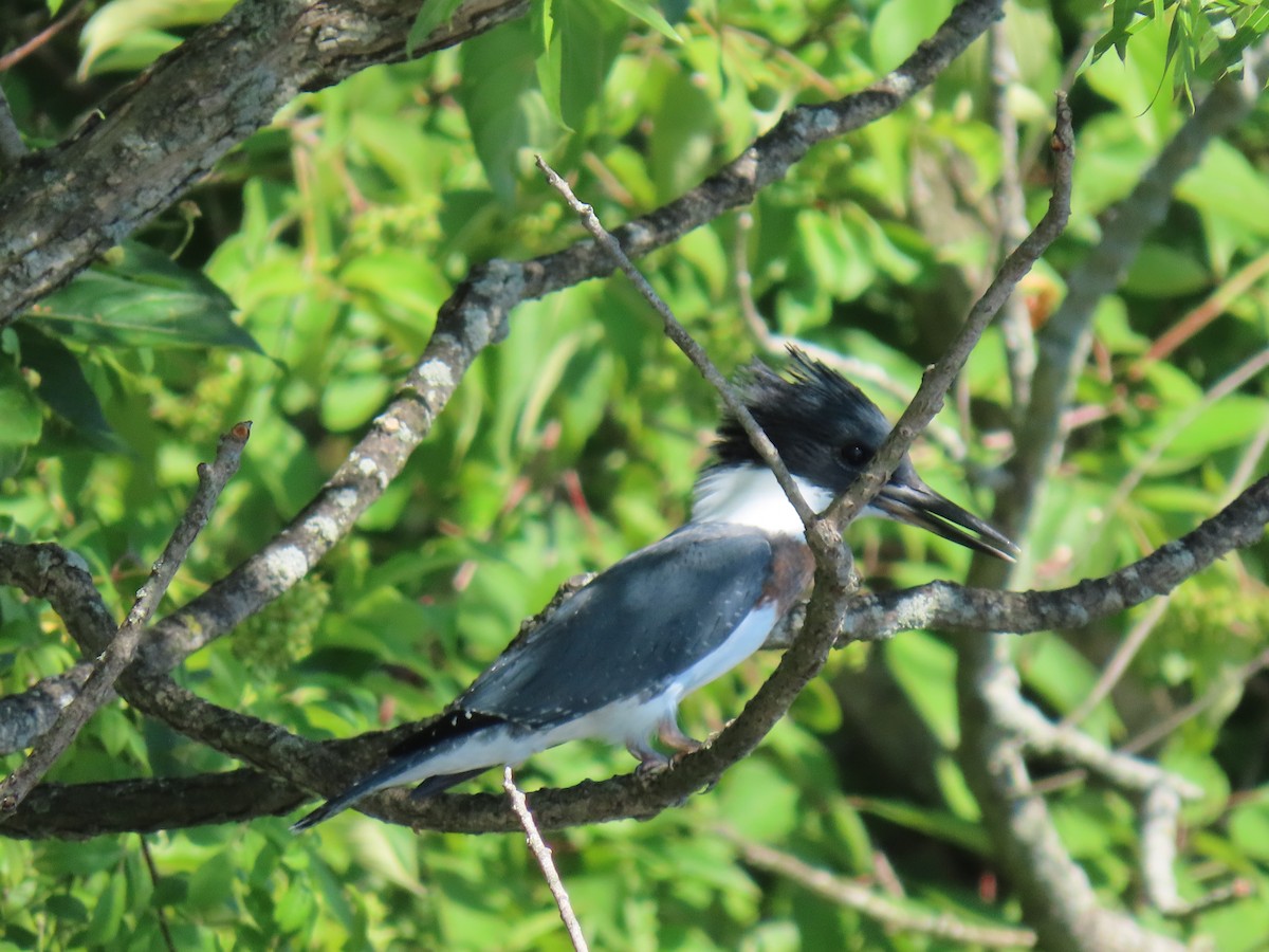 Belted Kingfisher - ML621099231