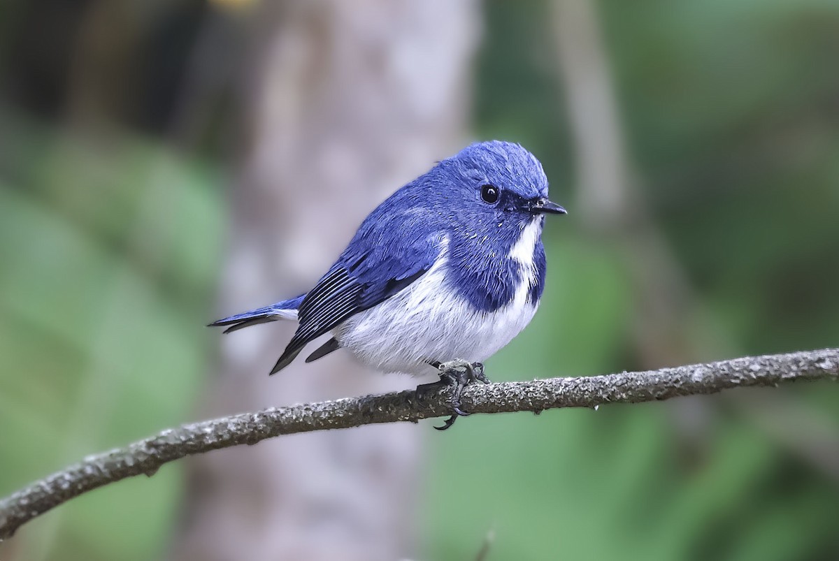 Ultramarine Flycatcher - ML621099255