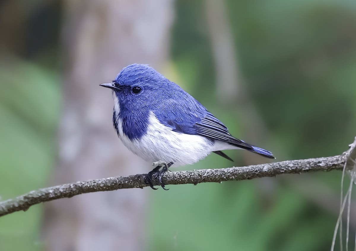 Ultramarine Flycatcher - ML621099256