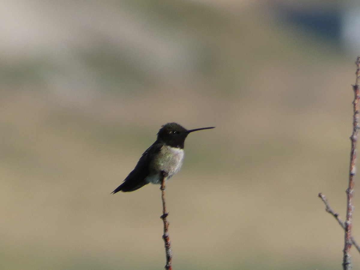 Black-chinned Hummingbird - ML621099270