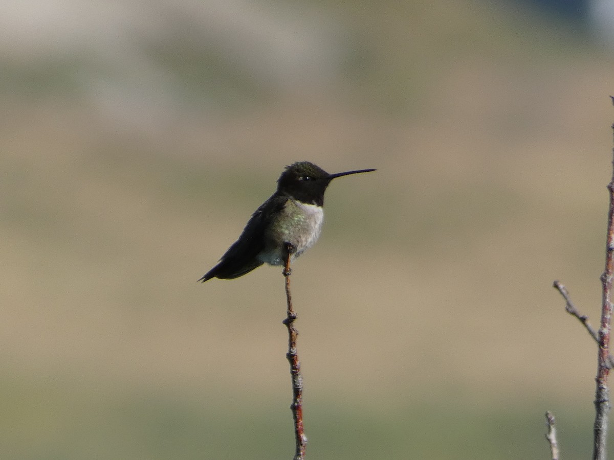 Black-chinned Hummingbird - ML621099271