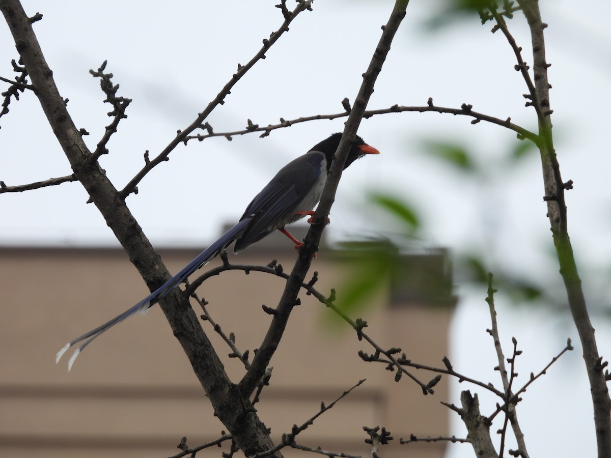 Red-billed Blue-Magpie - Red x