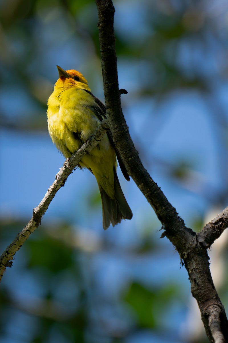 Western Tanager - ML621099348