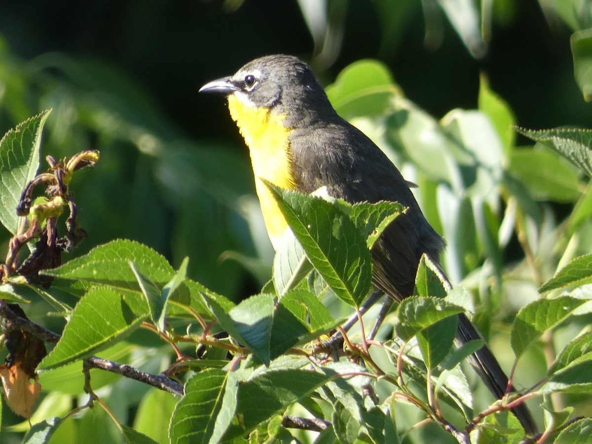 Yellow-breasted Chat - ML621099362