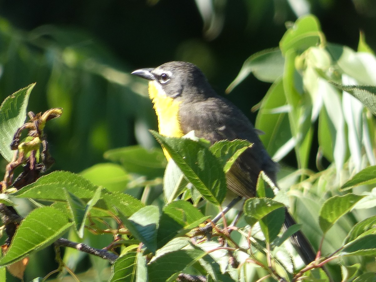 Yellow-breasted Chat - ML621099363