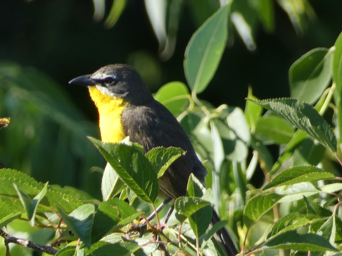 Yellow-breasted Chat - ML621099364