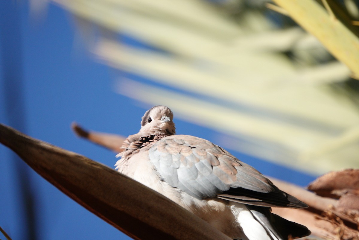 Laughing Dove - ML621099377