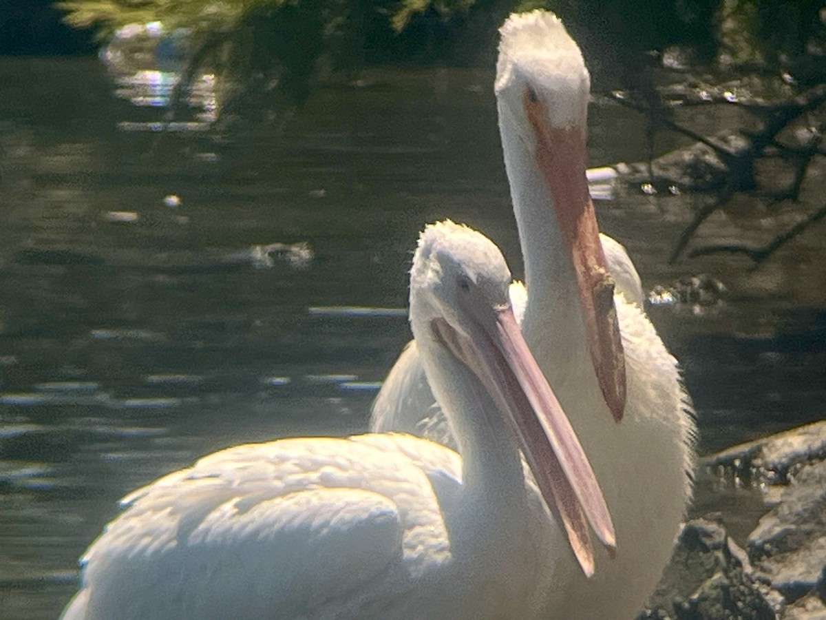 American White Pelican - ML621099391