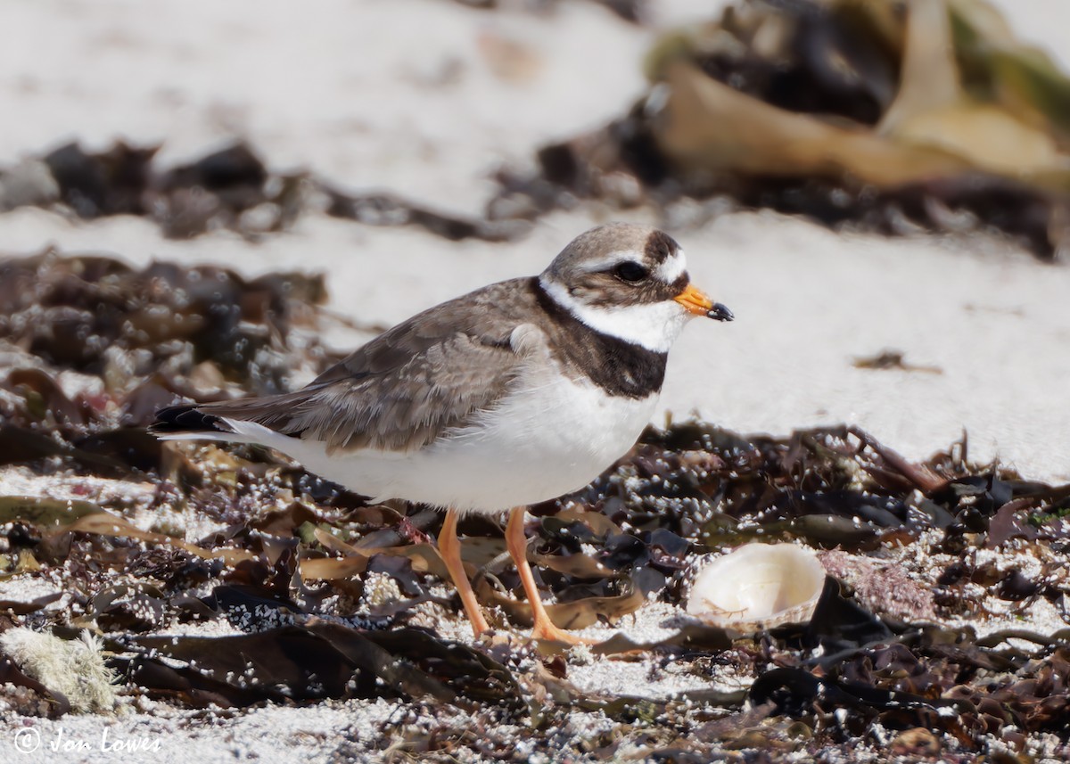 Common Ringed Plover - ML621099408
