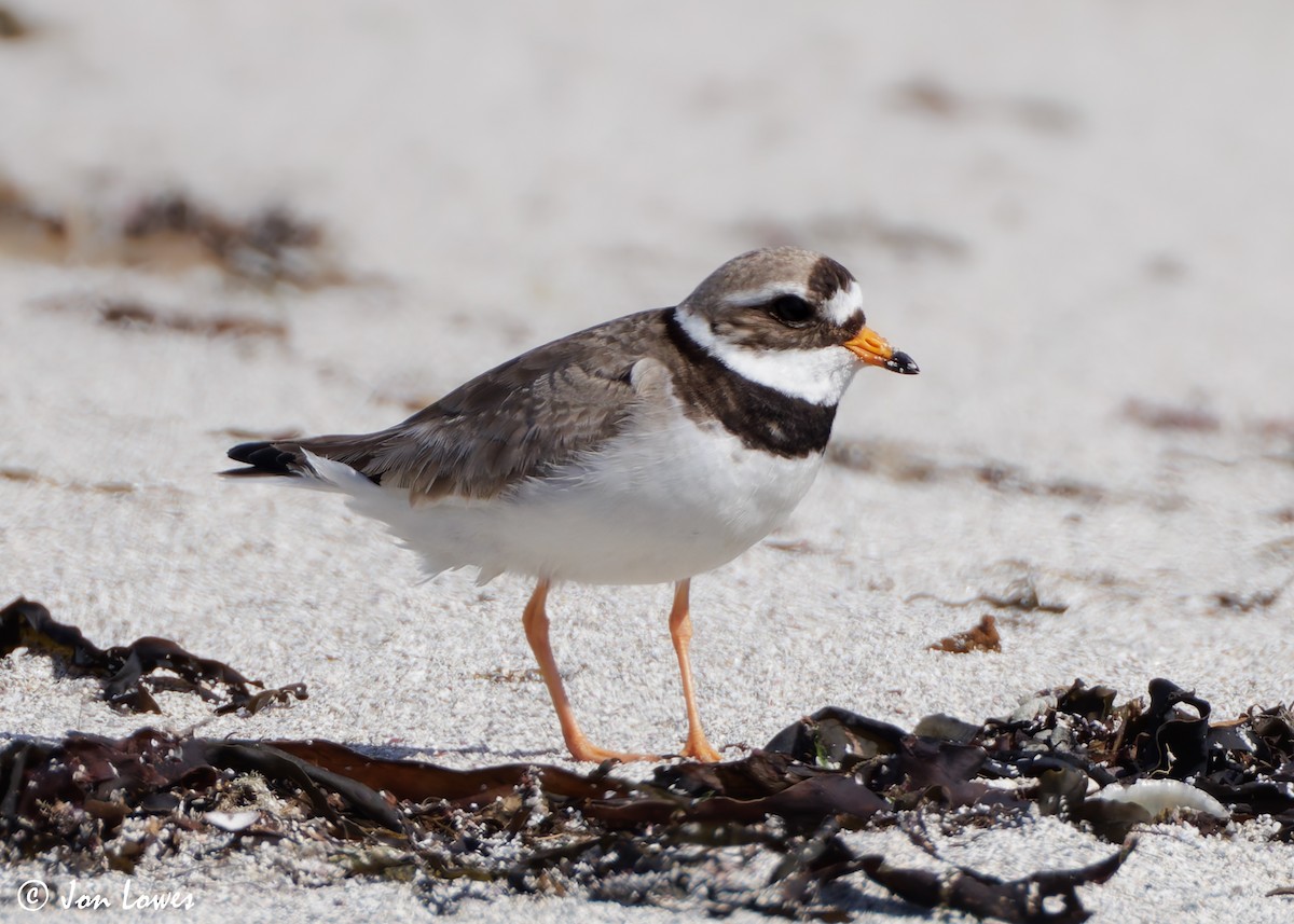 Common Ringed Plover - ML621099409