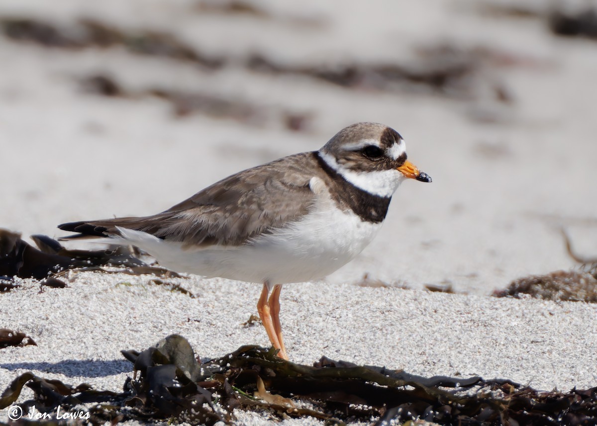 Common Ringed Plover - ML621099410